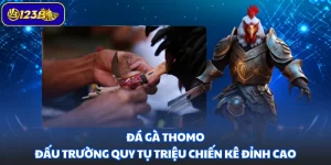 Đá Gà Thomo - Đấu Trường Quy Tụ Triệu Chiến Kê Đỉnh Cao