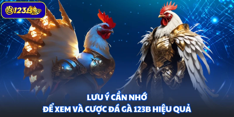 Lưu ý cần nhớ để xem và cược đá gà 123B hiệu quả