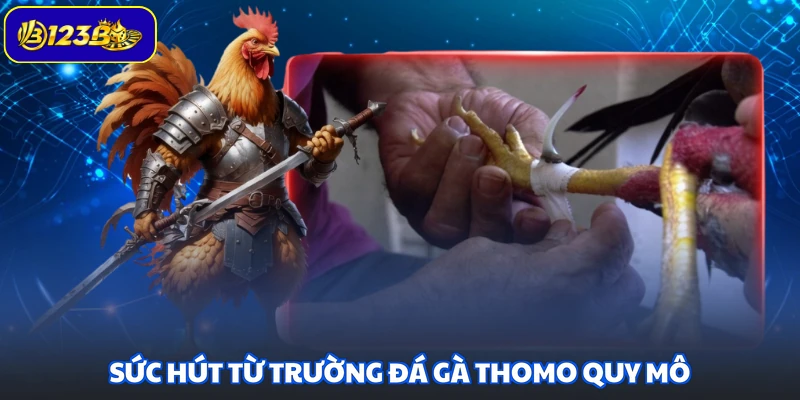 Sức hút từ trường đá gà Thomo quy mô